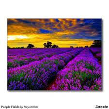 Purple Fields Postcard Zazzle Com In 2020 Lavender Fields France Lavender Fields Provence Lavender Fields