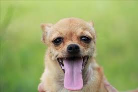 Happymonday Pop Up To The Townsville Rspca To Meet Bonnie She S A 9 Year Old Chihuhua Cross And Best Mates With Clyde Little Dogs Animal Rescue Animals