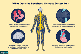 The nervous system is the network of specialized cells, tissues, and organs in a multicellular animal that coordinates the body's interaction with the environment, including sensing internal and external stimuli, monitoring the organs, coordinating the activity of muscles. How The Peripheral Nervous System Works