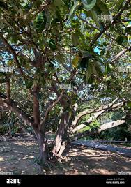 Image result for Ficus lutea