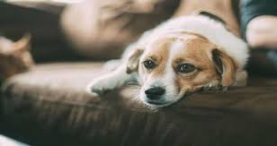 My Dog Is Vomiting And Is Sleeping All Day What Could Be Wrong With Her Petcoach