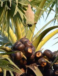 Check spelling or type a new query. Pin On Palmi