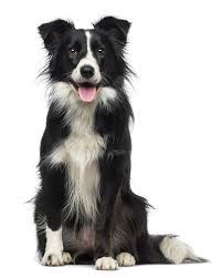 Smooth collies are active, intelligent dogs and make excellent family pets. Border Collie Temperament Lifespan Grooming Training Petplan