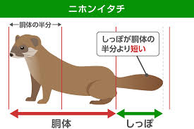 イタチ 種類