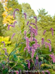 Image result for Vismia orientalis