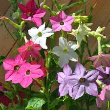 Image result for Nicotiana x sanderae `Perfume`F1