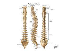 Download 339 backbone diagram stock illustrations, vectors & clipart for free or amazingly low rates! Diagram The Spine Diagram Full Version Hd Quality Spine Diagram Diagramsde Hostelpisa It