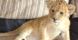 pin on cutest animals