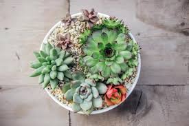 Si bien la sal es uno de los nutrientes necesarios para el crecimiento de las plantas, la mayoría de las los ataques de plagas e insectos en suculentas y cactus suelen ser menos frecuentes que en otros tipo de plantas, sin embargo, como cualquier otra. Como Cuidar Las Plantas Suculentas Guia De Cuidados