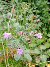Image result for Clinopodium