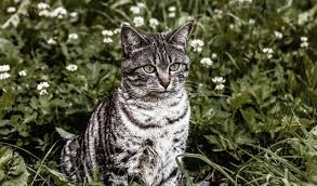 As any cat owner knows, they love to chew on whatever they can get their teeth on, and basil is a chewy leaf that is good for them. 22 Cat Safe Outdoor Plants For Your Garden