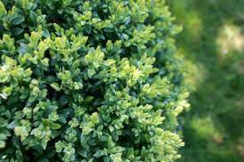 Choosing Companion Plants For Your Boxwood Doityourself Com Companion Planting Hedging Plants Boxwood Tree