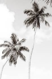 Black And White Palm Tree Pictures Palm Trees No 1 Large Black And White Fine Art Photography Print By Cattie Coyle Photography Palm Tree Pictures Palm Tree Photography Black And White Wall Art