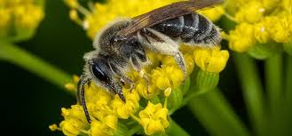 We did not find results for: Close Up Wildlife On Golden Alexanders Zizia Focus On Natives