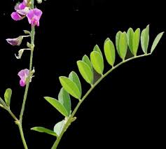 Image result for Tephrosia paniculata