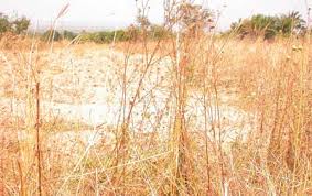 Image result for Leptactina benguelensis