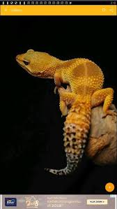 See more ideas about leopard gecko, gecko, leopard gecko care. Leopard Gecko Reptile Wallpaper For Android Apk Download