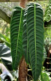 Philodendron Patriciae Nse Tropicals Philodendron Plant Plants Trees To Plant