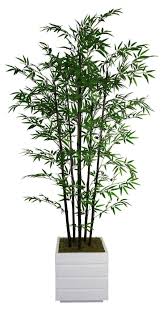 Black Bamboo Plants For Sale Gauteng Top Bamboo Plants London Exclusive On Smarthomefi Com Bamboo Plants Plants Bamboo Tree