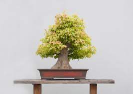 Bad Luck Plants Never Grow These Plants At Home As Per Vastu