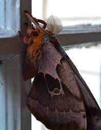 Check spelling or type a new query. Antheraea Polyphemus Tarantula With Wings Album On Imgur