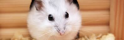 I am a syrian hamster breeder located in clifton, virginia. How Much Do Hamsters Cost My Pet Needs That