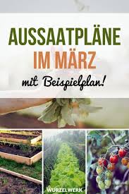 Aussaat Pflanzen Im Marz Beispiel Pflanzplan Wurzelwerk Pflanzplan Garten Pflanzen Pflanzen