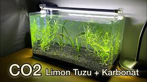 Bitkili Akvaryum Kuruyorum Co2 Karbonat Ve Limon Tuzu 3 Youtube