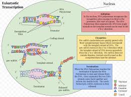 Eukaryotic Transcription Wikipedia