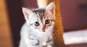 Garfield, heathcliff and newcomer bucky rule the funny papers. Kitten Names Cute And Unique Ideas For Naming Your Girl Or Boy Cat
