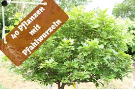 Sollte der baum in deinem garten stehen, müßt ihr eine genehmigung der gemeinde einholen. Pfahlwurzler 40 Baume Straucher Und Blumen Mit Einer Pfahlwurzel Gartenlexikon De