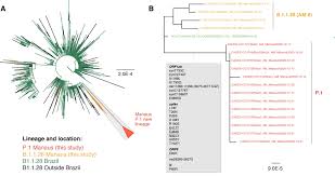 One does not wonder too long why givanildo vieira de souza (born 1986) got this nickname. Genomic Characterisation Of An Emergent Sars Cov 2 Lineage In Manaus Preliminary Findings Ncov 2019 Genomic Epidemiology Virological