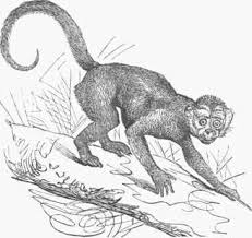 Draw your own monkey face! Spider Monkey Coloring Page Shefalitayal