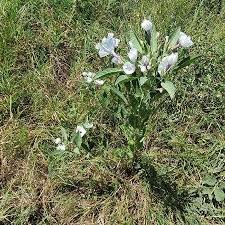 Image result for Astripomoea hyoscyamoides