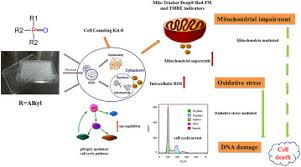 Transition is sometimes called ? In Vitro Oxidative Stress Mitochondrial Impairment And G1 Phase Cell Cycle Arrest Induced By Alkyl Phosphorus Containing Flame Retardants Sciencedirect
