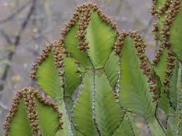 Image result for Euphorbia cooperi