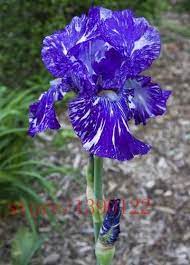Iris Seeds 100pcs Rare Heirloom Tectorum 24 Colors Iris Flowers Flower Seeds Orchid Seeds