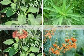 Image result for Leonotis decadonta