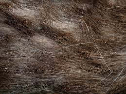 Image result for what do Cheyletiella look like in dog fur