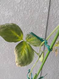 枝豆 葉 が 枯れる