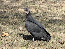 Find out what makes these two birds unique! Black Vultures Among Texas Buzzards