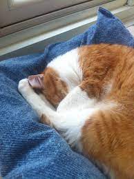 poet 日光浴中 此款美國貓抓布叫 石洗丹寧 stonewash denim animal lover cat scratching corgi