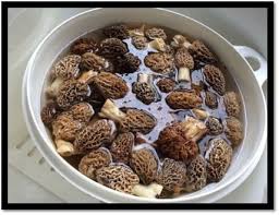 Acmt Toxicology Visual Pearls Eating Foraged Wild Mushrooms
