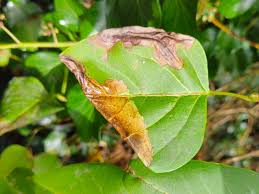 Image result for Scleria gracillima