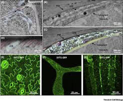 Organelles have a wide range of responsibilities, from generating energy for a cell to controlling its growth and reproduction. Stitching Organelles Organization And Function Of Specialized Membrane Contact Sites In Plants Trends In Cell Biology