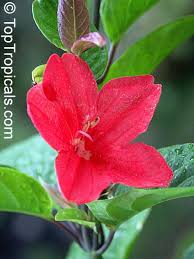 Image result for Ruellia praetermissa