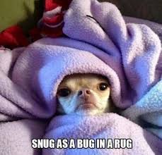 Snug As A Bug In A Rug Cute Animals Funny Dogs Funny Cute