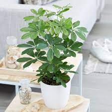 Schefflera Nora Umbrella Tree Nora Plants Schefflera Buy Indoor Plants