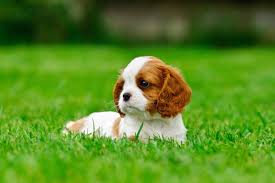 Cavalier king charles spaniel pups for sale at new haven, indiana. How Much Does A Cavalier King Charles Spaniel Cost Puppy Prices Expenses