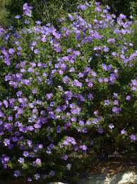 The flowers are in clusters, white to pinkish. 34 Forcier Front Planting Ideas Plants Shrubs Planting Flowers